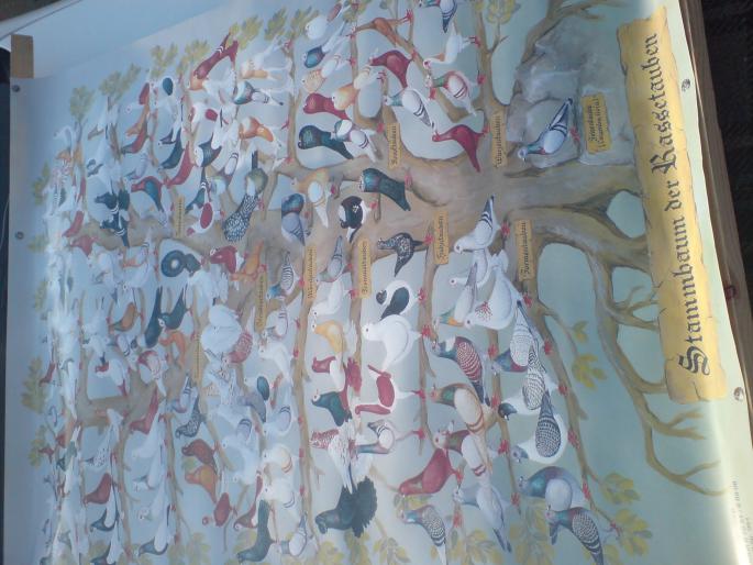 DSC00500 - Piata de pasari si animale Timisoara 2009