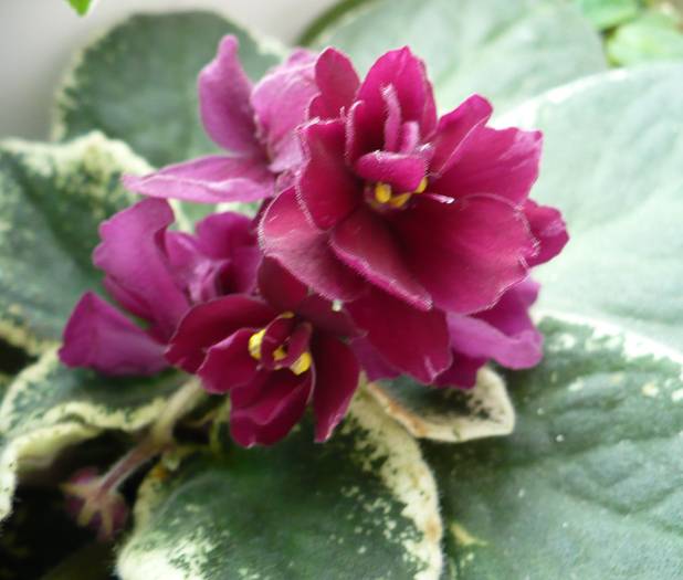 P1150236 - Saintpaulia - violete de camera