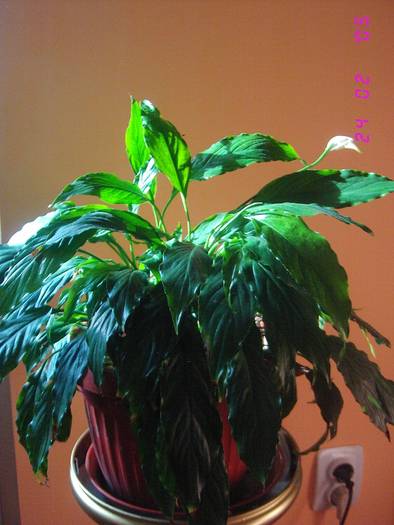 Spathiphyllum wallisii - Flori de camera 2009