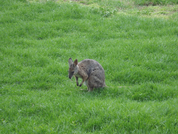 Picture 161