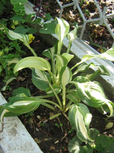 hosta - flori de gradina 2008