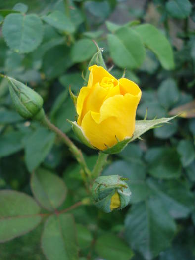 Rose Friesia (2009, July 10)