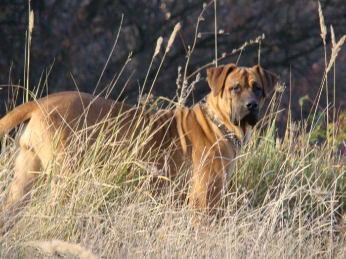 TOSA INU female 10 monts - TOSA INU female 10 monts