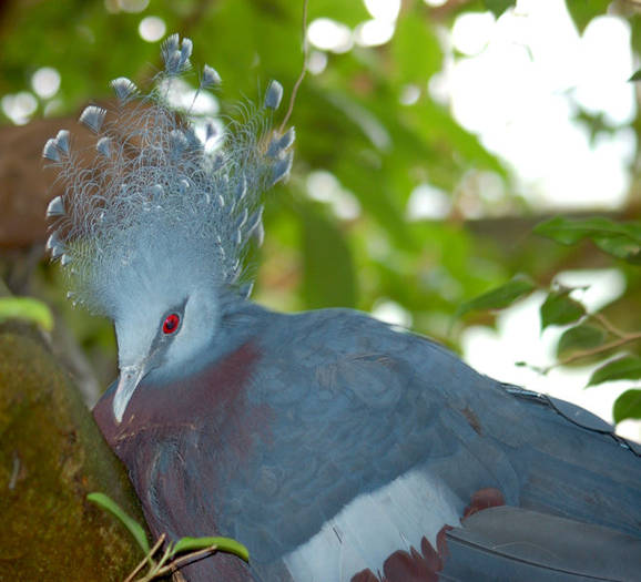 660px-Victoria_Crowned_Pigeon_Goura_victoria_2