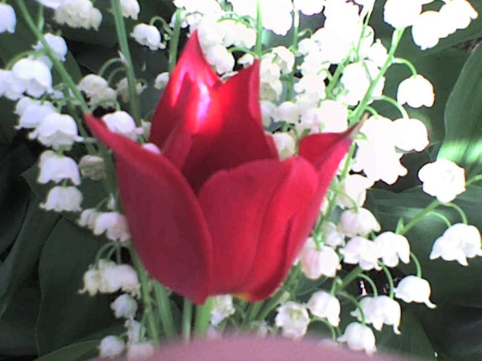 lalea rosie - flori din gradina 2009