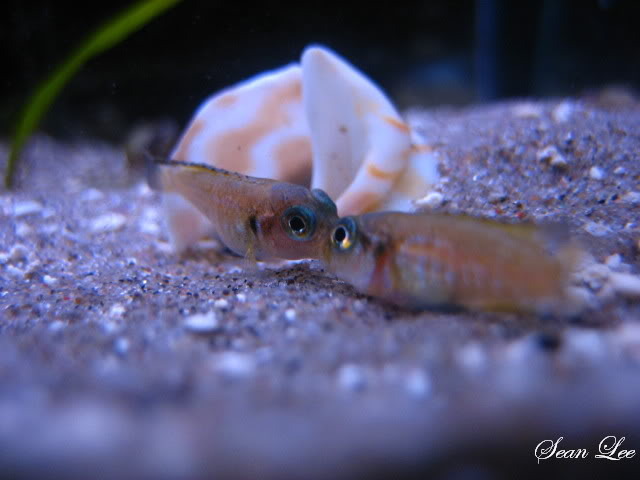 OcciefryLiplock - African Cichlid
