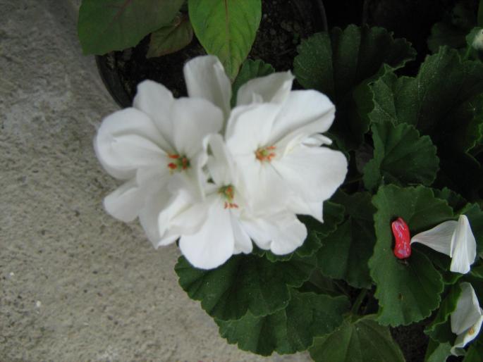 muscata - floricele