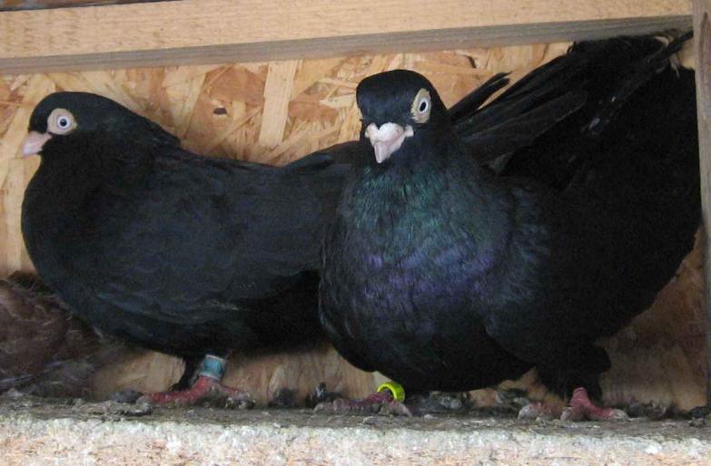 A DOUA PERECHE NEGRII CORBI