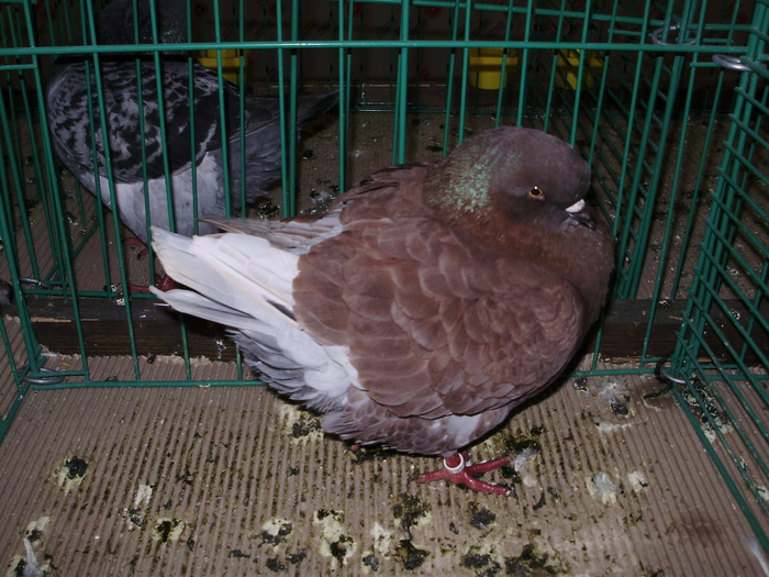 7226 k 1 - 1507 partea 2