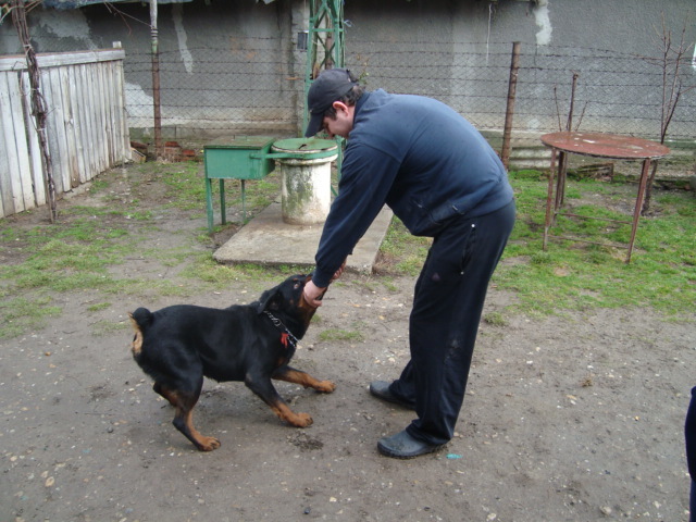 DSC00365 - ROTTWEILER