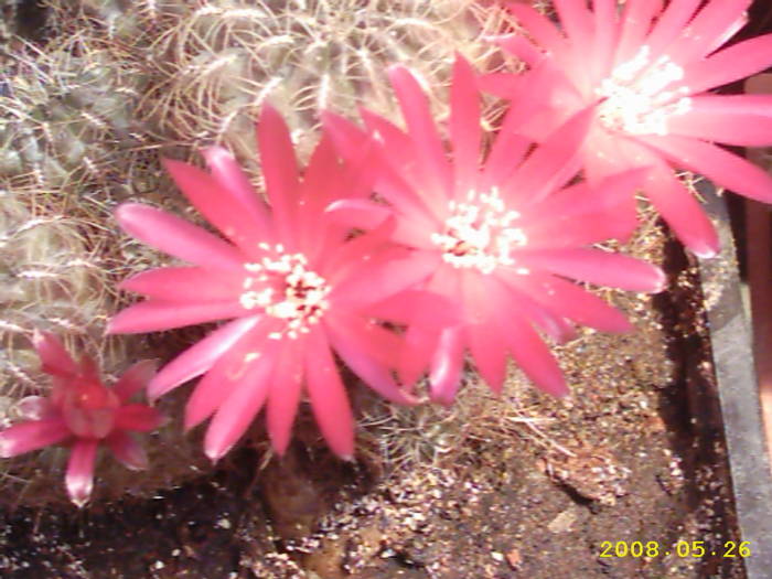 12-Sulcorebutia ? - cactusi