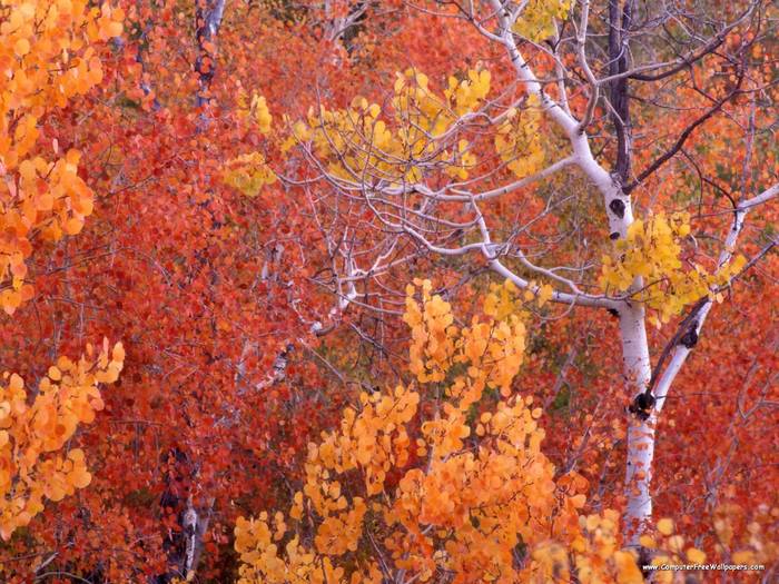 Aspen Trees, City of Rocks, Idaho - Very Beautiful Nature Scenes