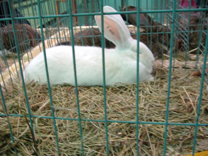 DISZNOVAGAS KEPEK 124