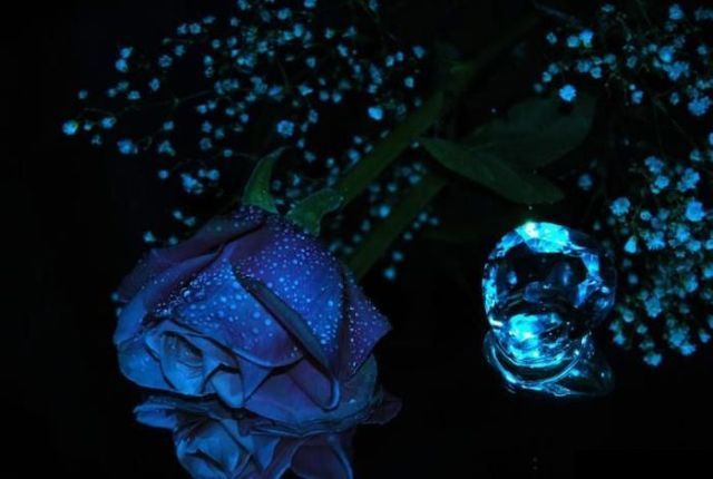 blue_rose_24 - Trandafiri albastri