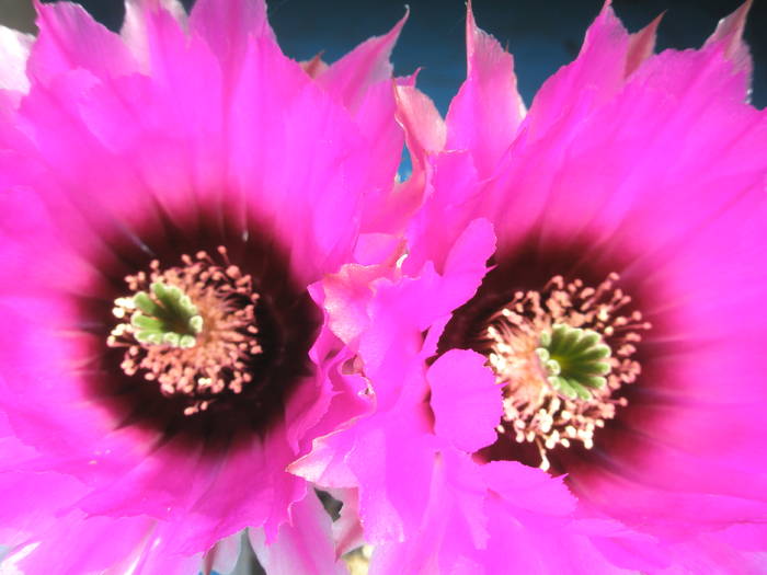 Echinocereus reichenbachii v. perbelus flori - 22.05 - Echinocereus