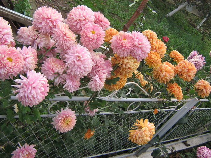 14noiembrie 017 - Crizanteme tufanele 2009