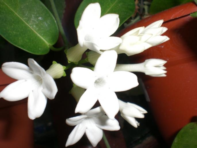 21 aug 2008 030