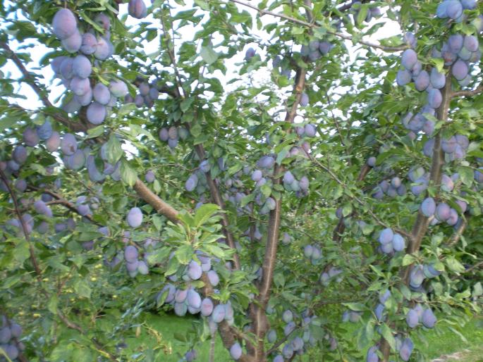 prune-Silvia; pe acest prun au fost aprox. 35kg fructe in anul IV de la plantare
