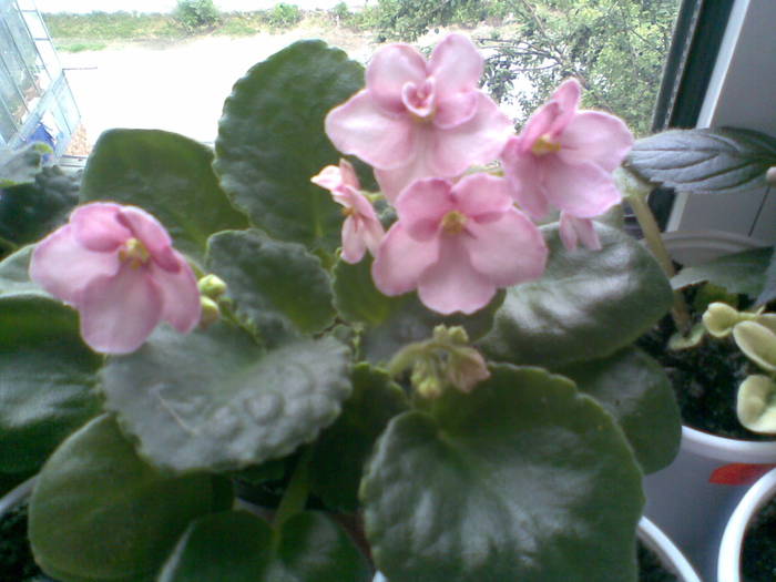 Bob serbin-sport  -Aca s pink delight - FLORI -2009