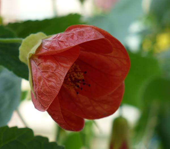 P1130324 - ABUTILONI