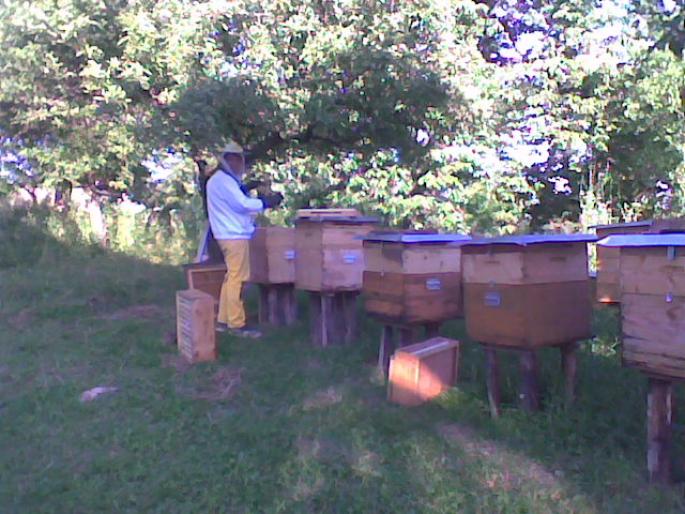 la lucru - Dragele mele albine