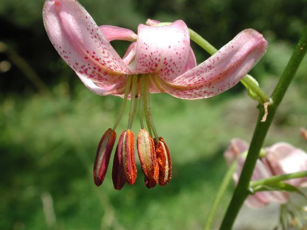 Lilium_szovitsianum_%28Flower%29 - Flori de lilyum