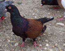 hakan turun - X-TODAS LAS RASAS DE PALOMAS EN EL MUNDO