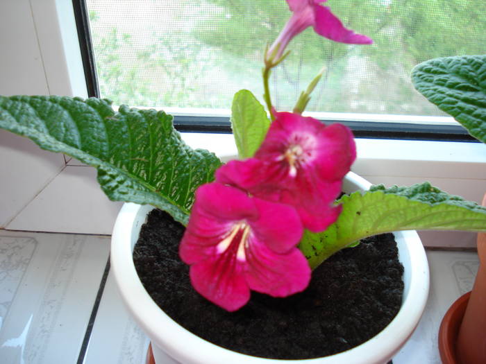 DSC03850 - STREPTOCARPUS 2009-2010