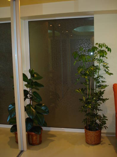 FICUS SI SCHEFLLERA
