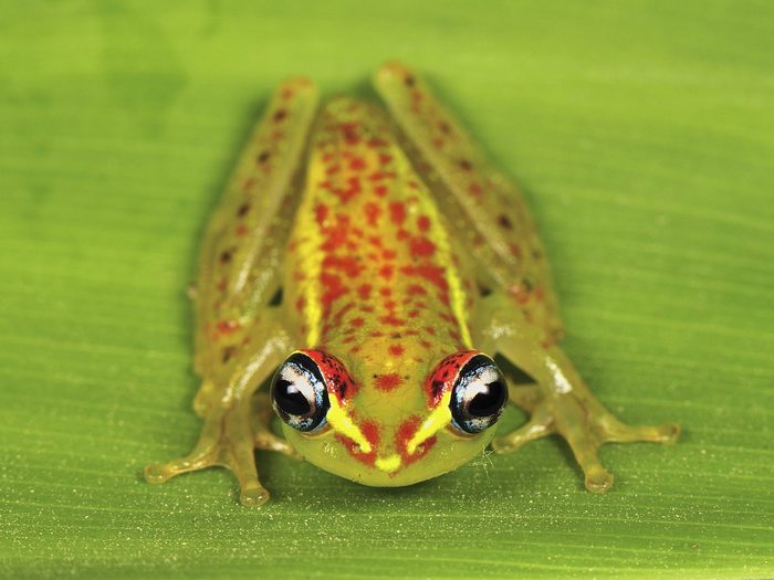 Central Bright-Eyed Frog, Andasibe-Mantadia National Park, Madagascar - Wallpapers Premium