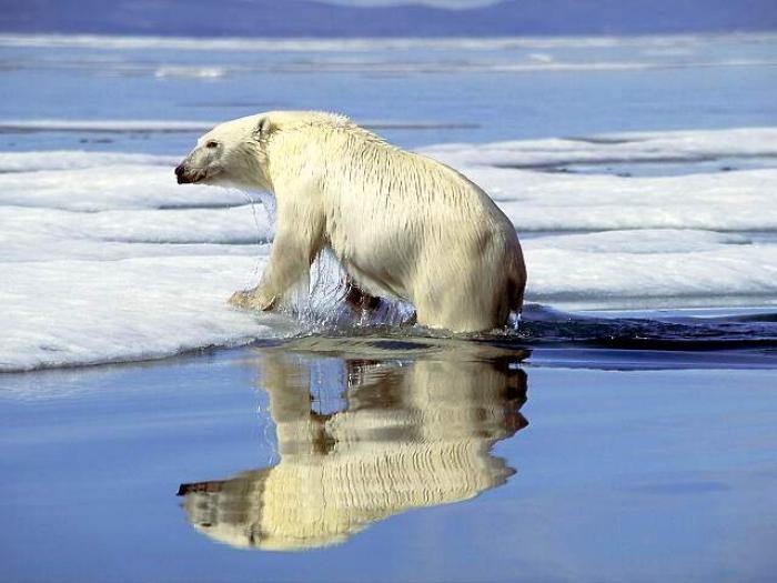POLAR10 - Ursi polari