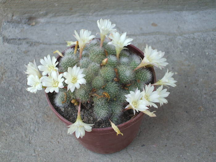 Aylostera albiflora