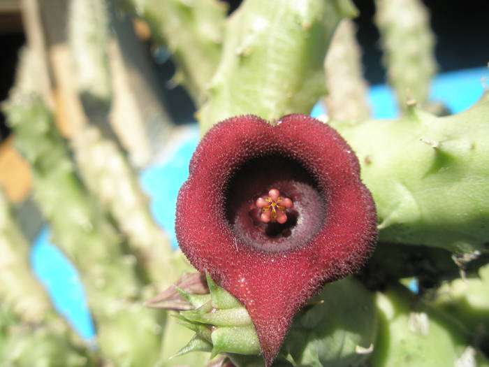 Huernia schneideriana - 21.07 - Asclepidiacee 2009