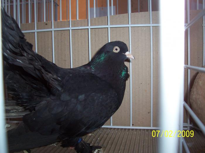 Expo Oradea 2009 053