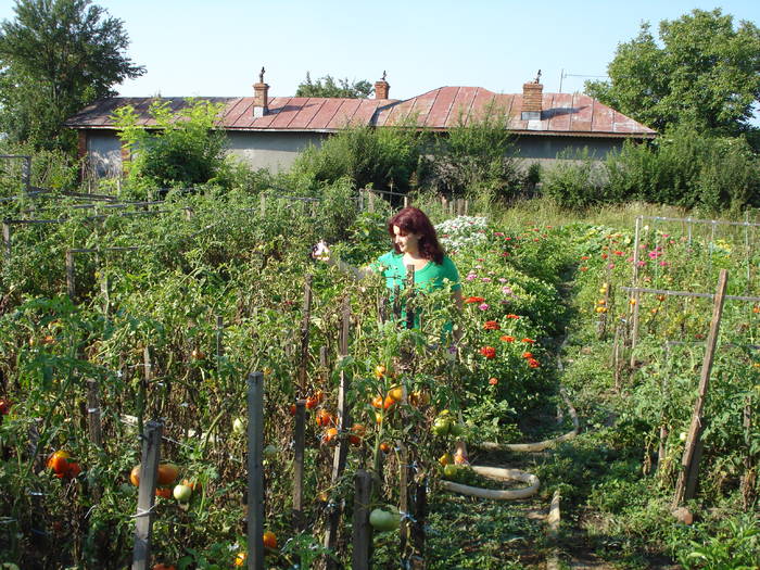 GRADINA DE LEGUME