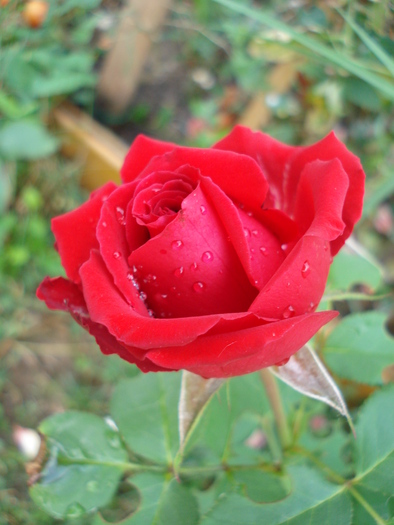 Rose Dame de Coeur (2009, August 20) - Rose Dame de Coeur