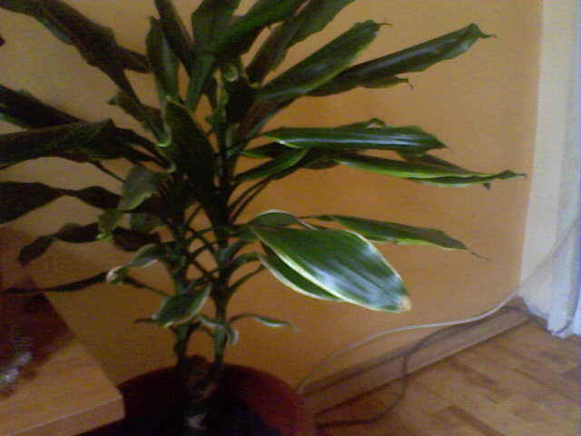 dracena