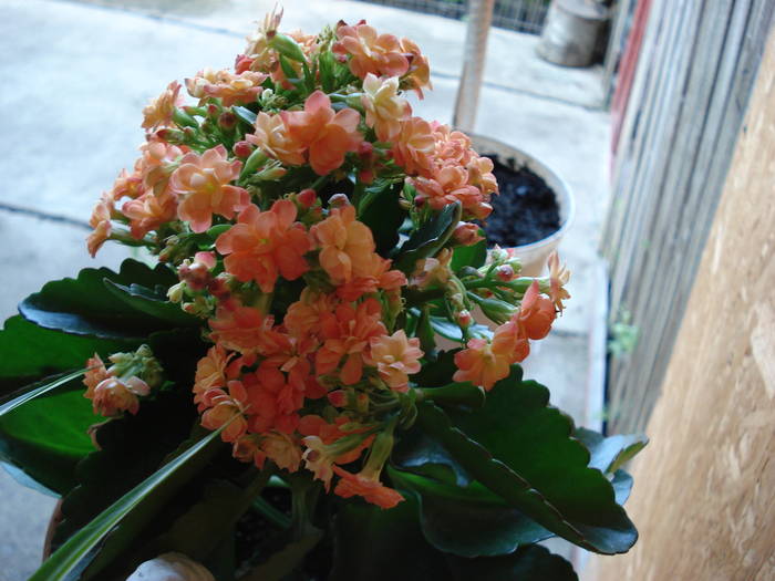 kolanchoe portocalie
