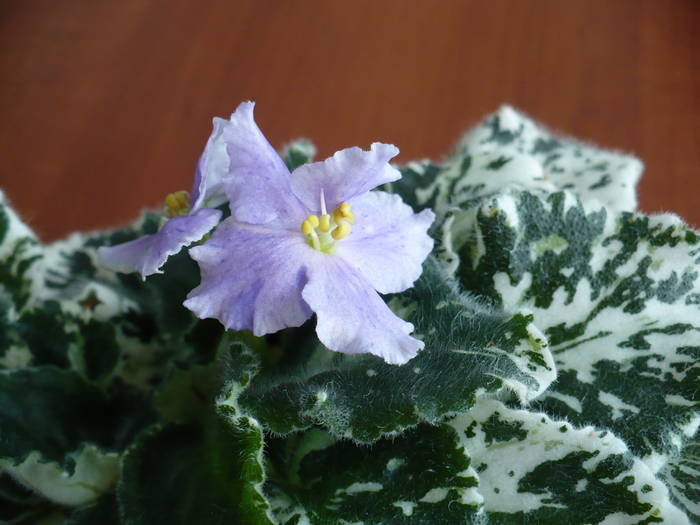 P1150217 - Saintpaulia - violete de camera