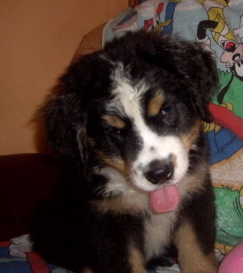 Ciobanesc de Berna; catel mascul 2 luni Constanta
