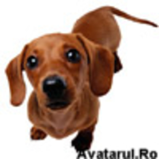 avatar_12 - poze cu caini si pisici