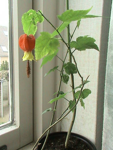 Abutilon (Myrela) 16 mart 2009 - abutilon