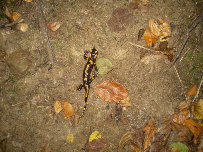 VALEA CALINESTI-PIETRELE ZMEILOR 11.10.2009 156