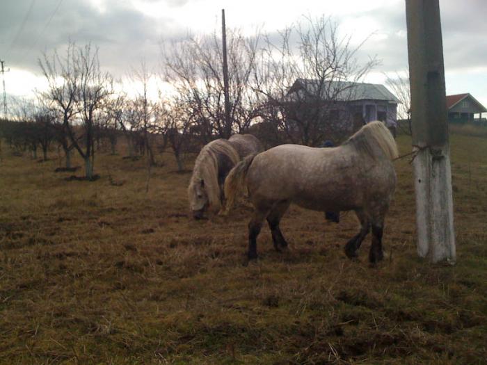 Percheron - Cai de rasa Percheron