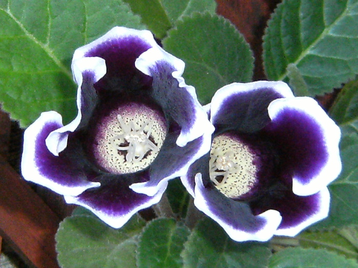 pozemario 072 - plante flori 2009