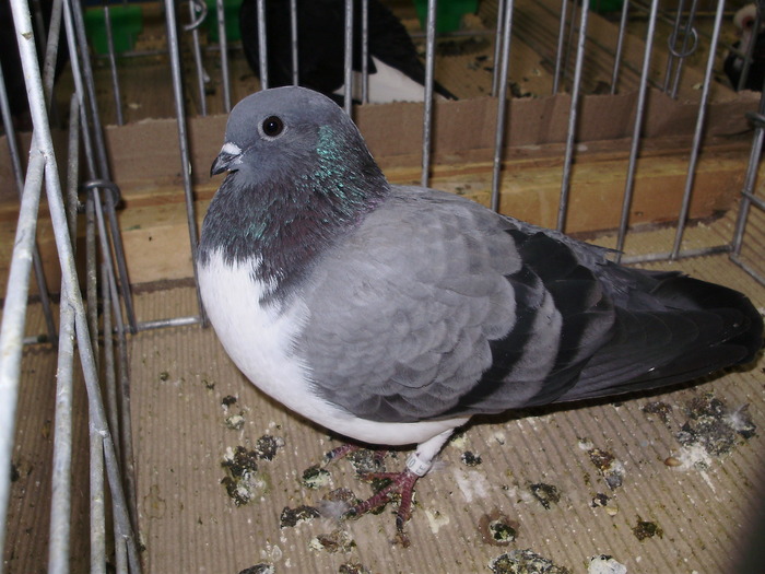 10588 jva 0 - 1507 partea 6a