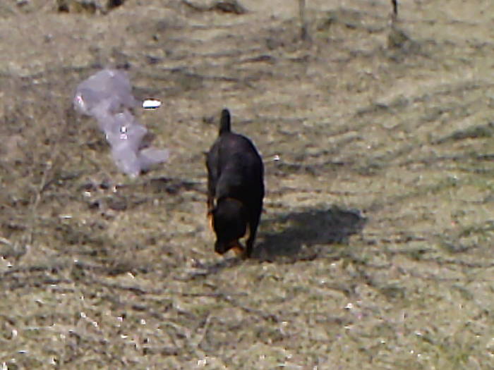 Fotografii-0007 - ROTTWEILER - BELLA