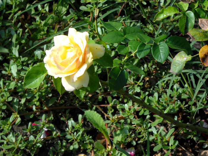 Picture 284 - flori dragute