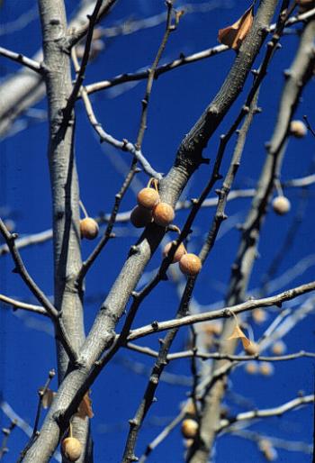 GINKGO BILOBA.FRUCTEjpg