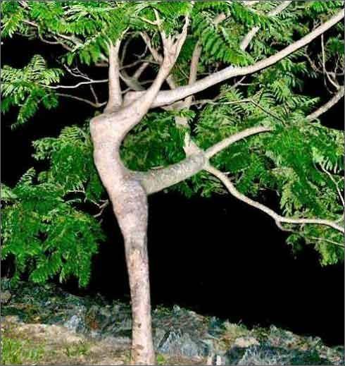 copac-sau-balerina - poze cu copaci